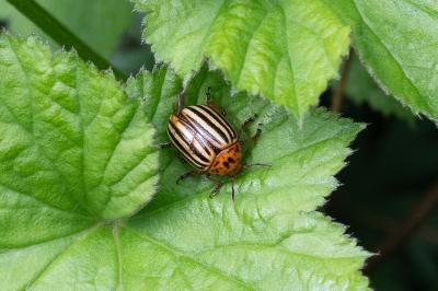 <i>Leptinotarsa decemlineata</i>