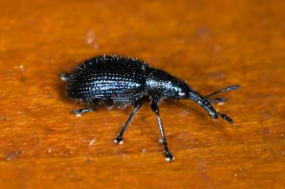 <i>Involvulus caeruleus</i>
