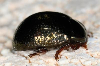 <i>Chrysolina bankii</i>