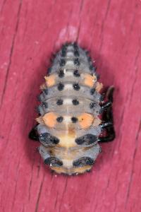 <i>Coccinella septempunctata</i>