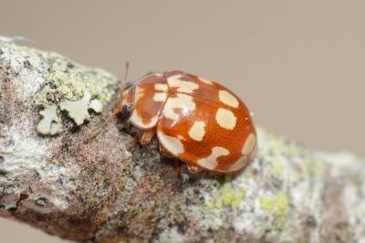 <i>Myrrha octodecimguttata</i>
