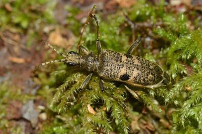 <i>Rhagium mordax</i>