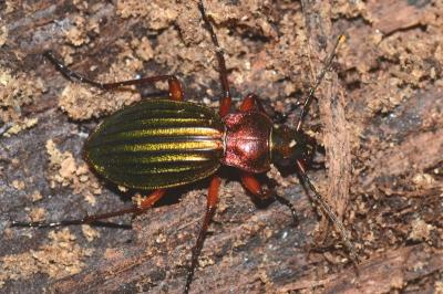 <i>Carabus auronitens</i>