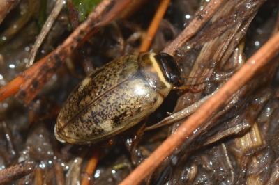 <i>Agabus nebulosus</i>