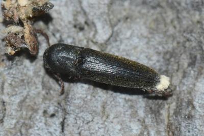 <i>Nematodes filum</i>
