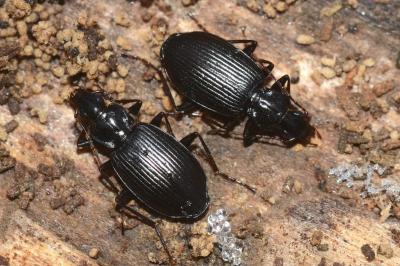 <i>Platynus assimilis</i>