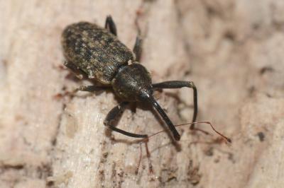 <i>Dorytomus longimanus</i>