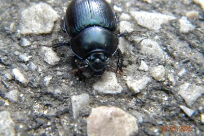 <i>Anoplotrupes stercorosus</i>