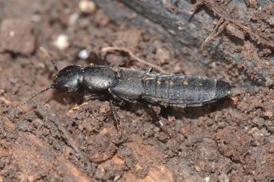 <i>Ocypus aethiops</i>