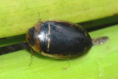 <i>Hydaticus transversalis</i>