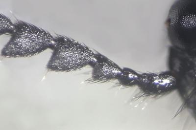 <i>Ampedus rufipennis</i>