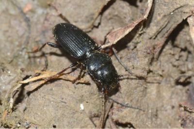<i>Dixus clypeatus</i>