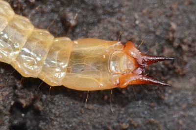 <i>Pyrochroa coccinea</i>