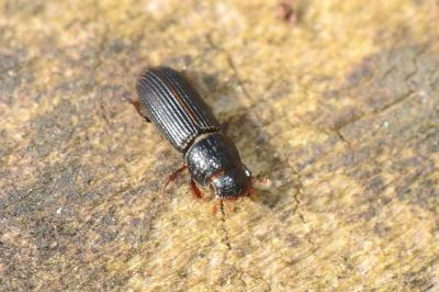 <i>Pleurophorus caesus</i>