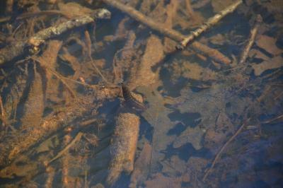 <i>Dytiscus</i>