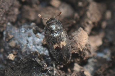 <i>Biphyllus lunatus</i>
