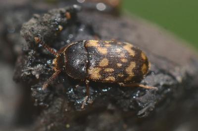 <i>Mycetophagus atomarius</i>