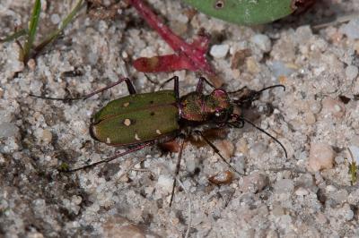 <i>Cicindela campestris</i>