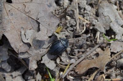 <i>Phosphuga atrata</i>