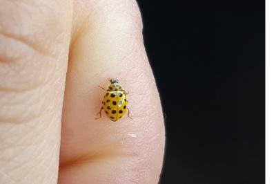<i>Psyllobora vigintiduopunctata</i>