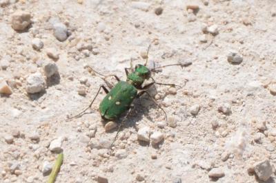 <i>Cicindela campestris</i>