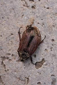 <i>Melolontha melolontha</i>