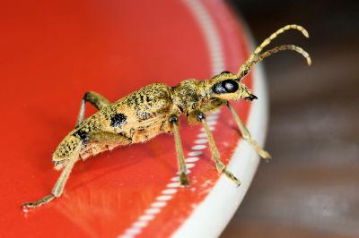 <i>Rhagium mordax</i>