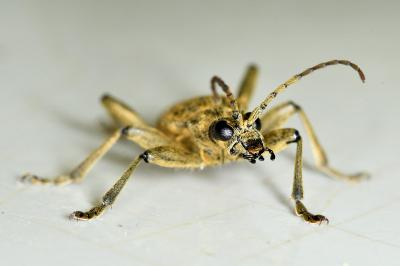<i>Rhagium mordax</i>