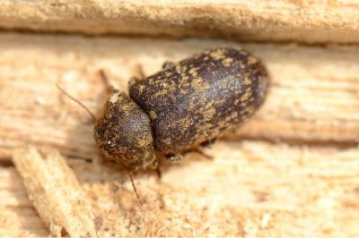 <i>Xestobium rufovillosum</i>