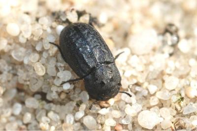 <i>Melanimon tibiale</i>