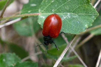 <i>Chrysomela populi</i>