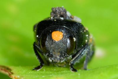 <i>Ptosima undecimmaculata</i>