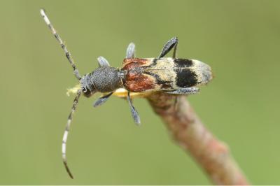 <i>Anaglyptus mysticus</i>