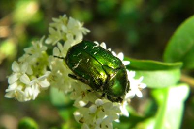 <i>Cetonia aurata</i>