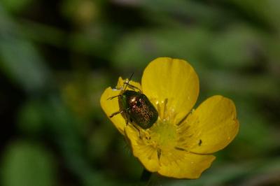 <i>Cryptocephalus</i>