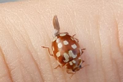 <i>Myrrha octodecimguttata</i>