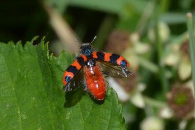 <i>Trichodes alvearius</i>