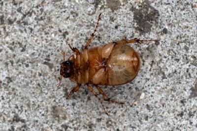 <i>Rhizotrogus marginipes</i>