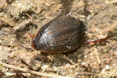 <i>Acilius canaliculatus</i>