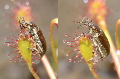 <i>Plateumaris sericea</i>