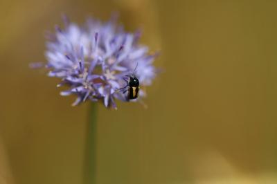 <i>Cryptocephalus vittatus</i>