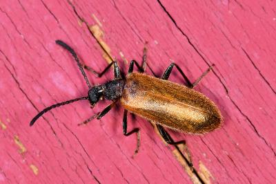 <i>Lagria hirta</i>