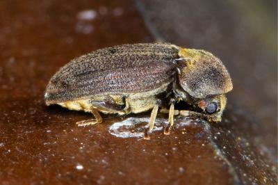 <i>Hadrobregmus denticollis</i>
