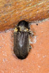 <i>Hadrobregmus denticollis</i>