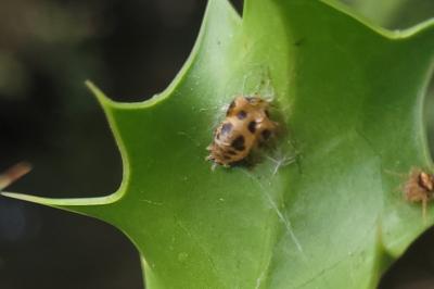 <i>Harmonia axyridis</i>