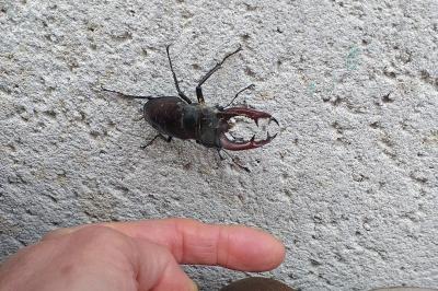 <i>Lucanus cervus cervus</i>