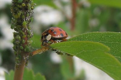 <i>Harmonia axyridis</i>
