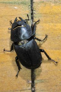 <i>Dorcus parallelipipedus</i>