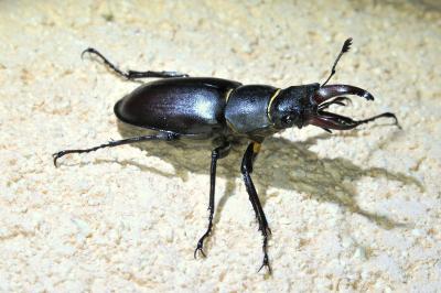 <i>Lucanus cervus</i>