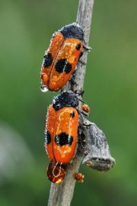 <i>Clytra laeviuscula</i>